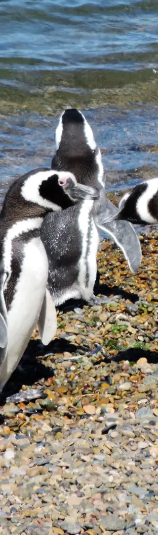 Tierreiche Halbinsel